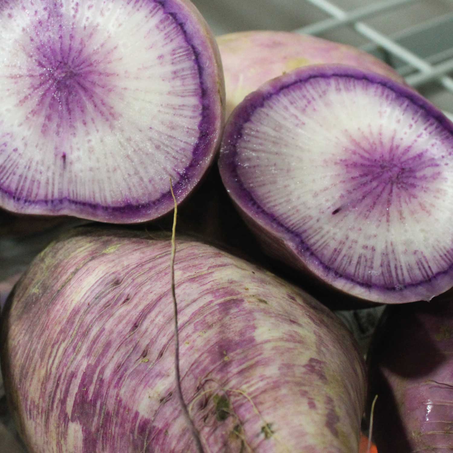 Purple Ninja Radish – Greenleaf